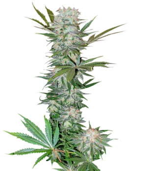 1731521940104.png 1731521940104.png