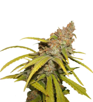 1731531264293.png 1731531264293.png