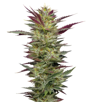 1731690445105.png 1731690445105.png