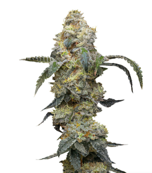 1731692777748.png 1731692777748.png