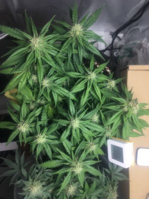 16.11 49 дней 7 неделя.jpg