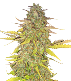 1731878778599.png 1731878778599.png