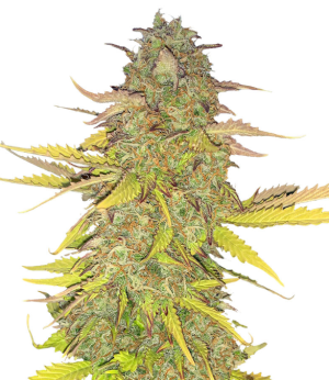 1731878938066.png 1731878938066.png