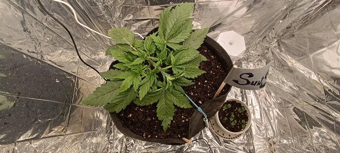 IMG_20241118_123432.jpg IMG_20241118_123432.jpg