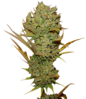 1732042399308.png 1732042399308.png