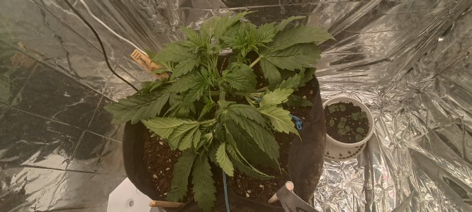 IMG_20241120_105640.jpg IMG_20241120_105640.jpg