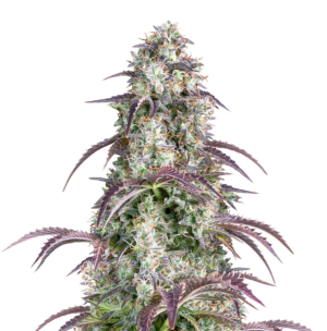 1732188748536.png 1732188748536.png