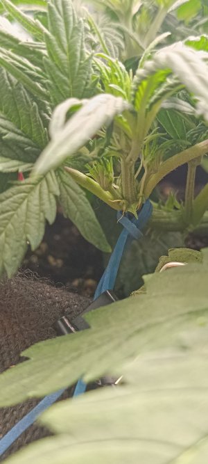 IMG_20241125_185056.jpg IMG_20241125_185056.jpg