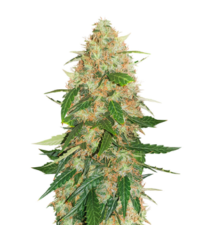 1732557697198.png 1732557697198.png