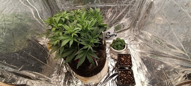 IMG_20241127_170933.jpg IMG_20241127_170933.jpg