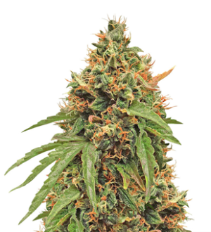 1732714010110.png 1732714010110.png