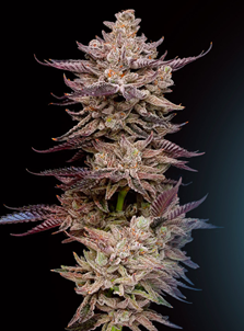 1732775805632.png 1732775805632.png