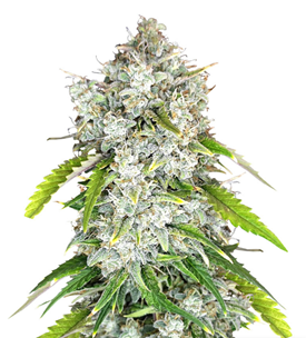 1732950723820.png 1732950723820.png