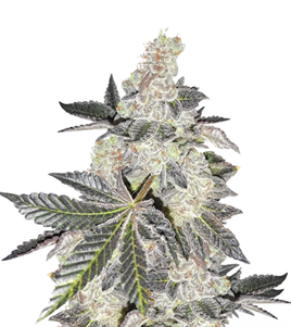 1732950727756.png 1732950727756.png