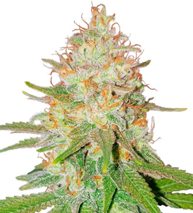 1732950731479.png 1732950731479.png