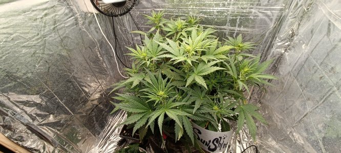 IMG_20241201_152933.jpg IMG_20241201_152933.jpg