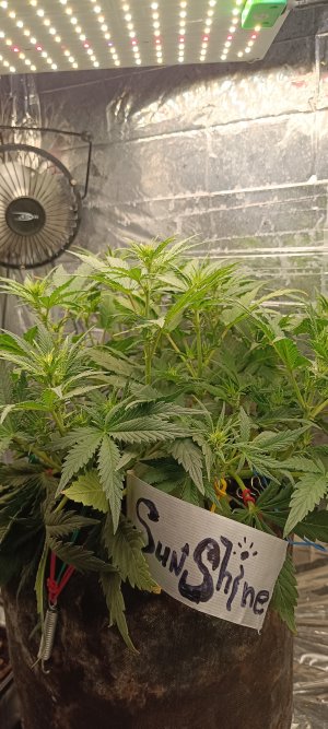 IMG_20241201_153329.jpg IMG_20241201_153329.jpg