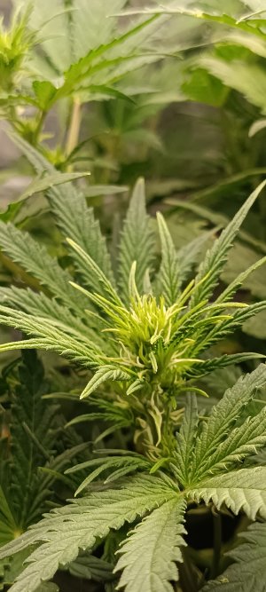 IMG_20241201_153219.jpg IMG_20241201_153219.jpg