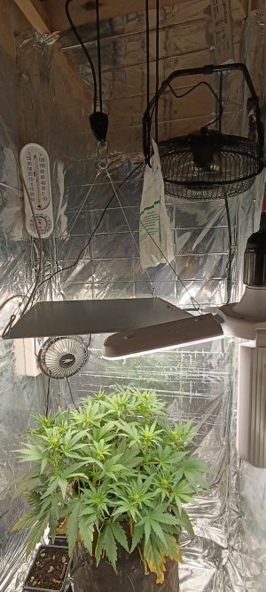 IMG_20241201_161252.jpg IMG_20241201_161252.jpg