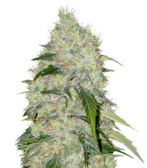 1733264572201.png 1733264572201.png