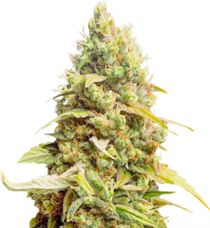 1733299223608.png 1733299223608.png