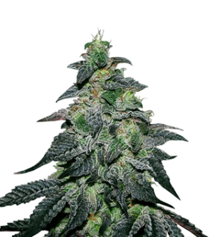 1733331495658.png 1733331495658.png