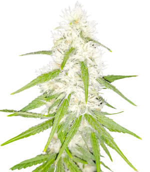 1733336382424.png 1733336382424.png