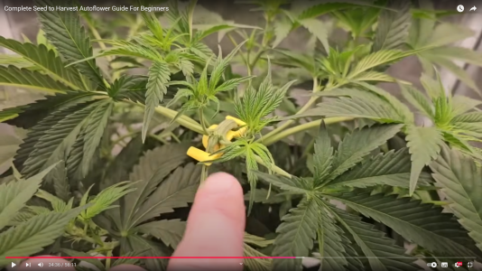 2024-12-05_06-06-12.png 2024-12-05_06-06-12.png