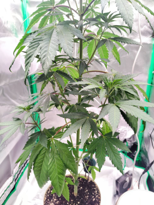 1733513331126.png 1733513331126.png