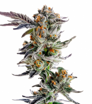 1734009570149.png 1734009570149.png