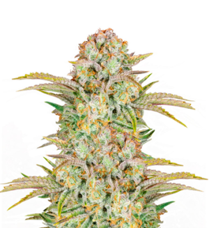 1734021493231.png 1734021493231.png