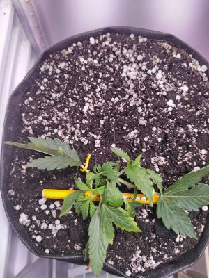 IMG_20241213_191546.jpg IMG_20241213_191546.jpg