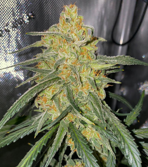 1734120548581.png 1734120548581.png