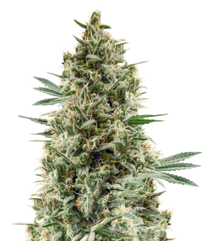 1734120580216.png 1734120580216.png