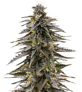 1734374388721.png 1734374388721.png