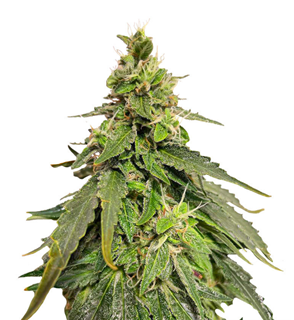 1734374392614.png 1734374392614.png