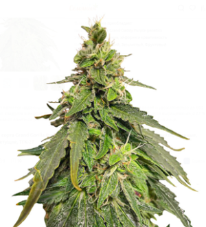 1734436477974.png 1734436477974.png