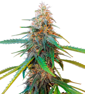 1734627046803.png 1734627046803.png