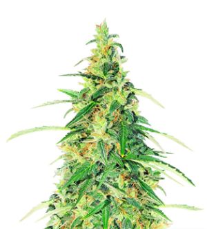 1734627056583.png 1734627056583.png