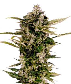 1734644639941.png 1734644639941.png