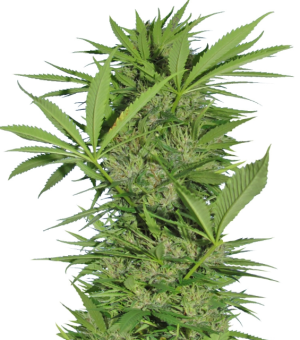 1734644708378.png 1734644708378.png