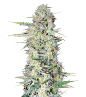 1734644753980.png 1734644753980.png