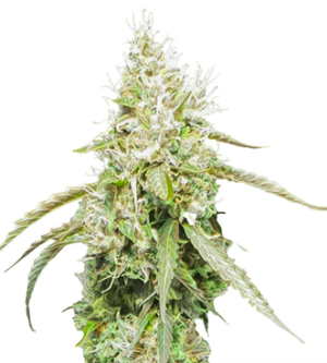 1734714445051.png 1734714445051.png