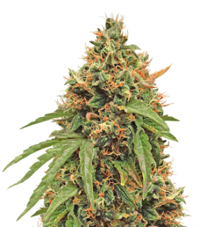 1734767950655.png 1734767950655.png