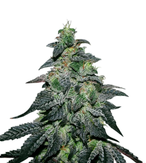 1734869286852.png 1734869286852.png