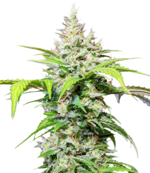 1734981440248.png 1734981440248.png