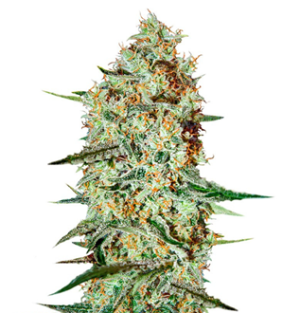 1735027748981.png 1735027748981.png