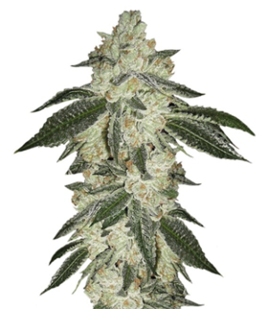 1735027752702.png 1735027752702.png