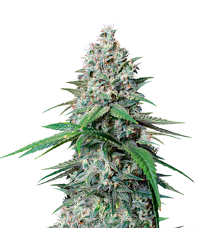 1735030080355.png 1735030080355.png