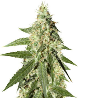 1735041372883.png 1735041372883.png